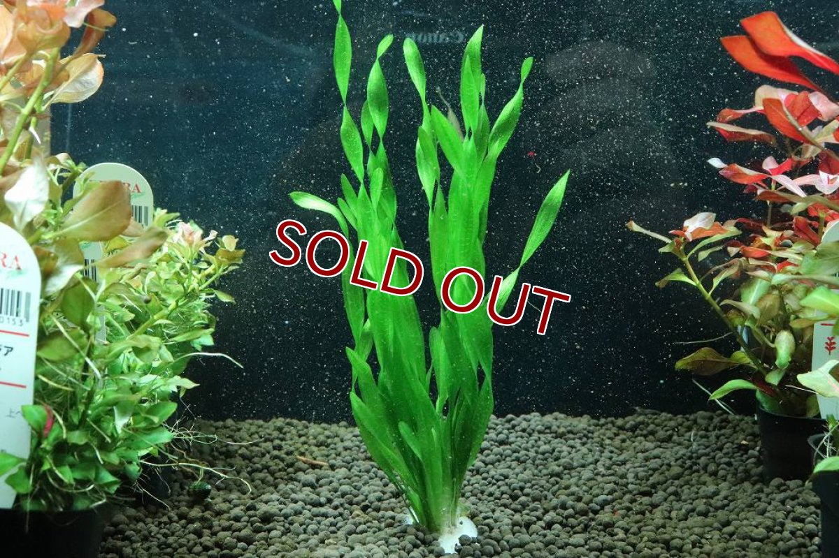 画像1: 【通販 水草】国産水草 コークスクリューバリスネリア(無農薬)【1束 サンプル画像】（後景草)（生体）（熱帯魚） (1)