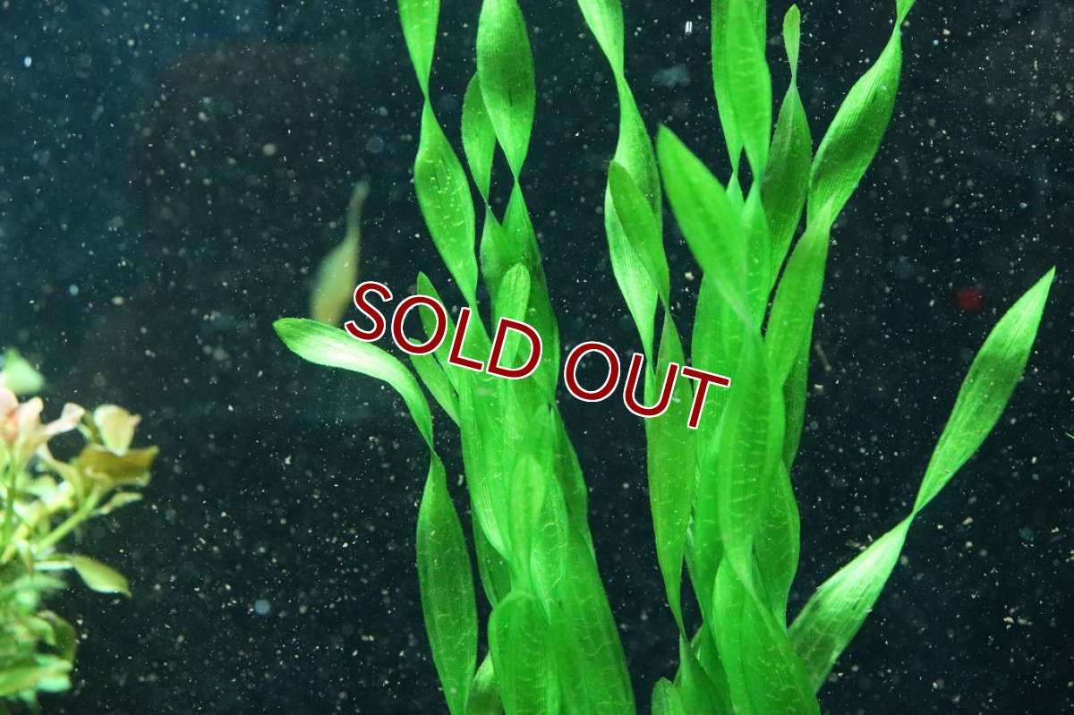 画像2: 【通販 水草】国産水草 コークスクリューバリスネリア(無農薬)【1束 サンプル画像】（後景草)（生体）（熱帯魚） (2)