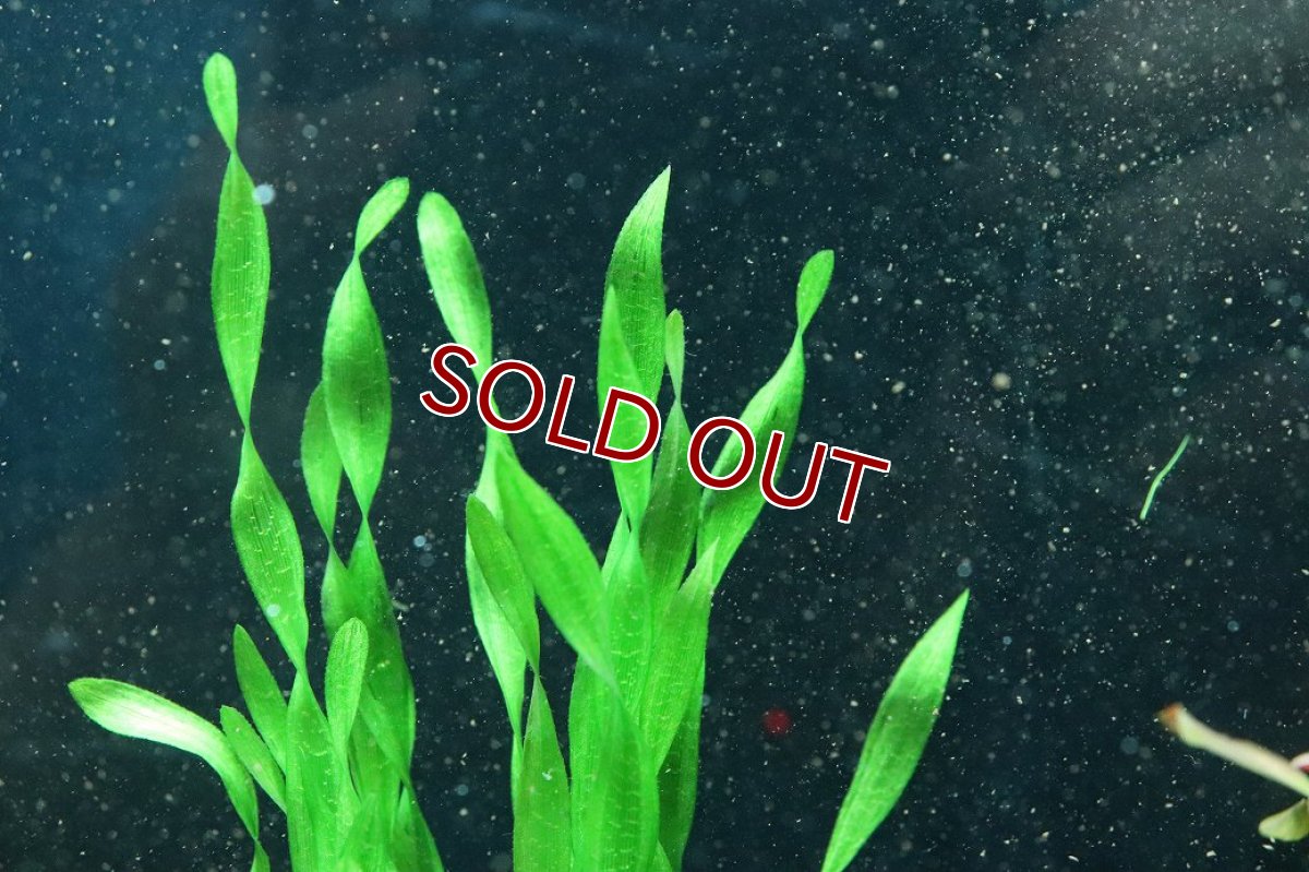 画像3: 【通販 水草】国産水草 コークスクリューバリスネリア(無農薬)【1束 サンプル画像】（後景草)（生体）（熱帯魚） (3)