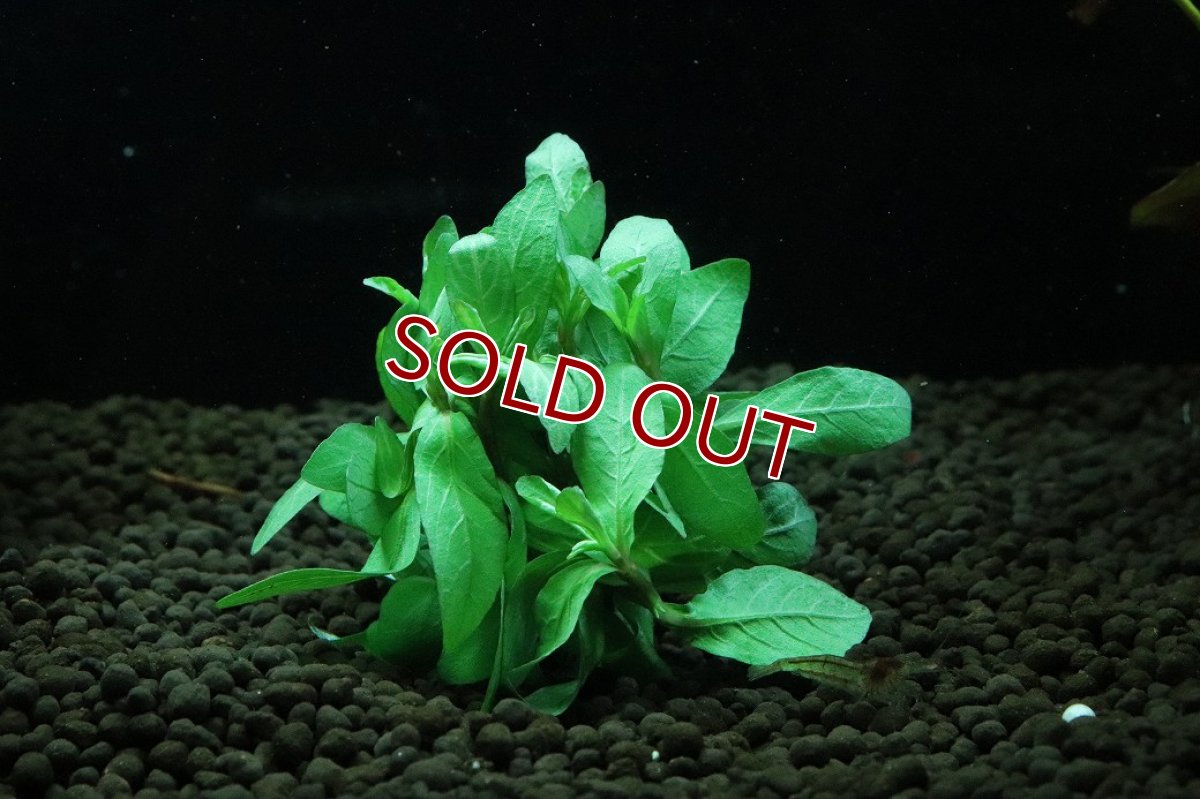 画像1: 【通販 水草】国産水草 ハイグロフィラ ロザゼネルビス(無農薬)【1束 サンプル画像】（後景草)（生体）（熱帯魚） (1)