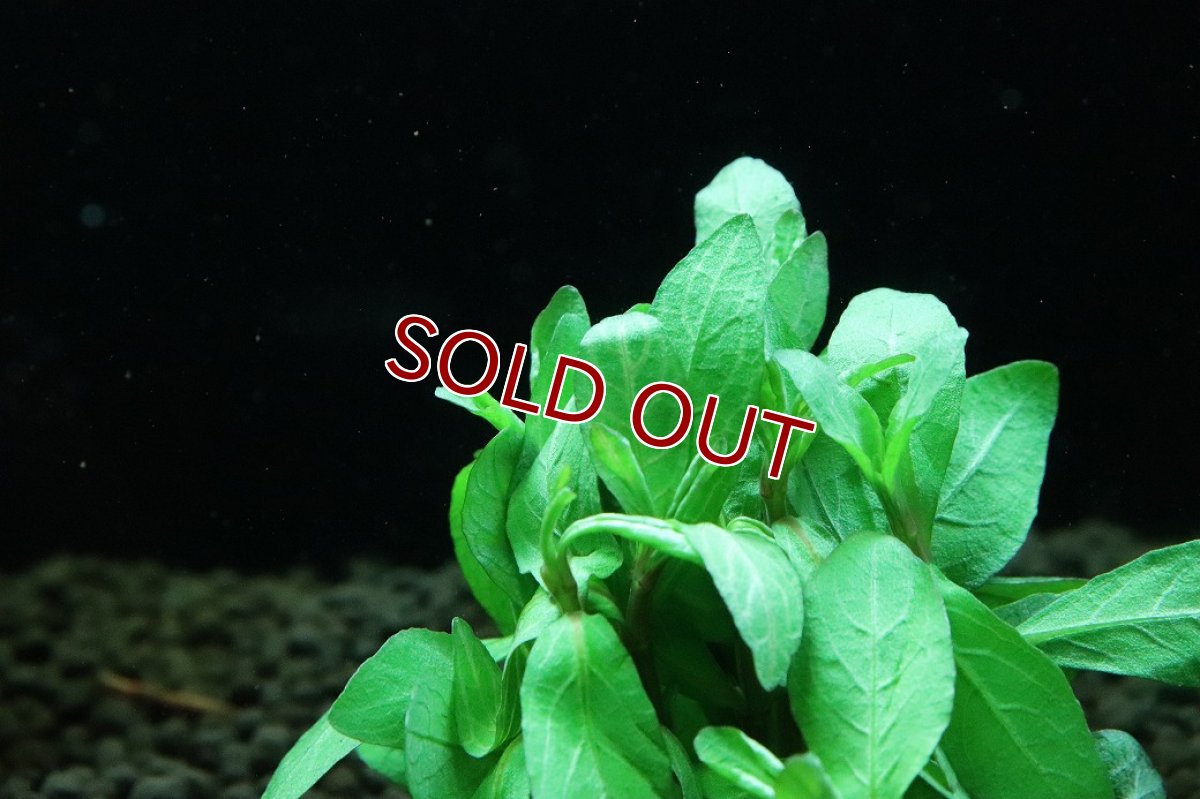 画像2: 【通販 水草】国産水草 ハイグロフィラ ロザゼネルビス(無農薬)【1束 サンプル画像】（後景草)（生体）（熱帯魚） (2)