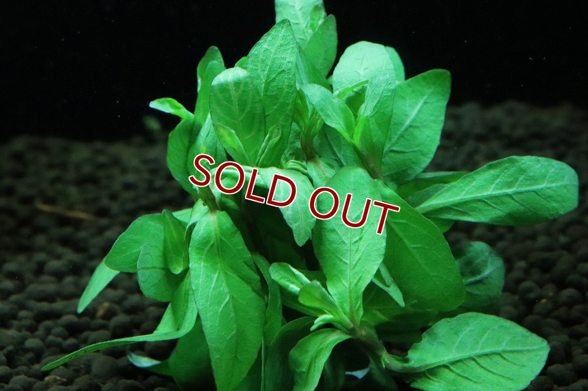 画像3: 【通販 水草】国産水草 ハイグロフィラ ロザゼネルビス(無農薬)【1束 サンプル画像】（後景草)（生体）（熱帯魚） (3)