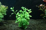 エキノドルス オパクス サンカルロス 通販 水草】激安 レア種 エキノドルス sp オパクス サンカルロス【1株