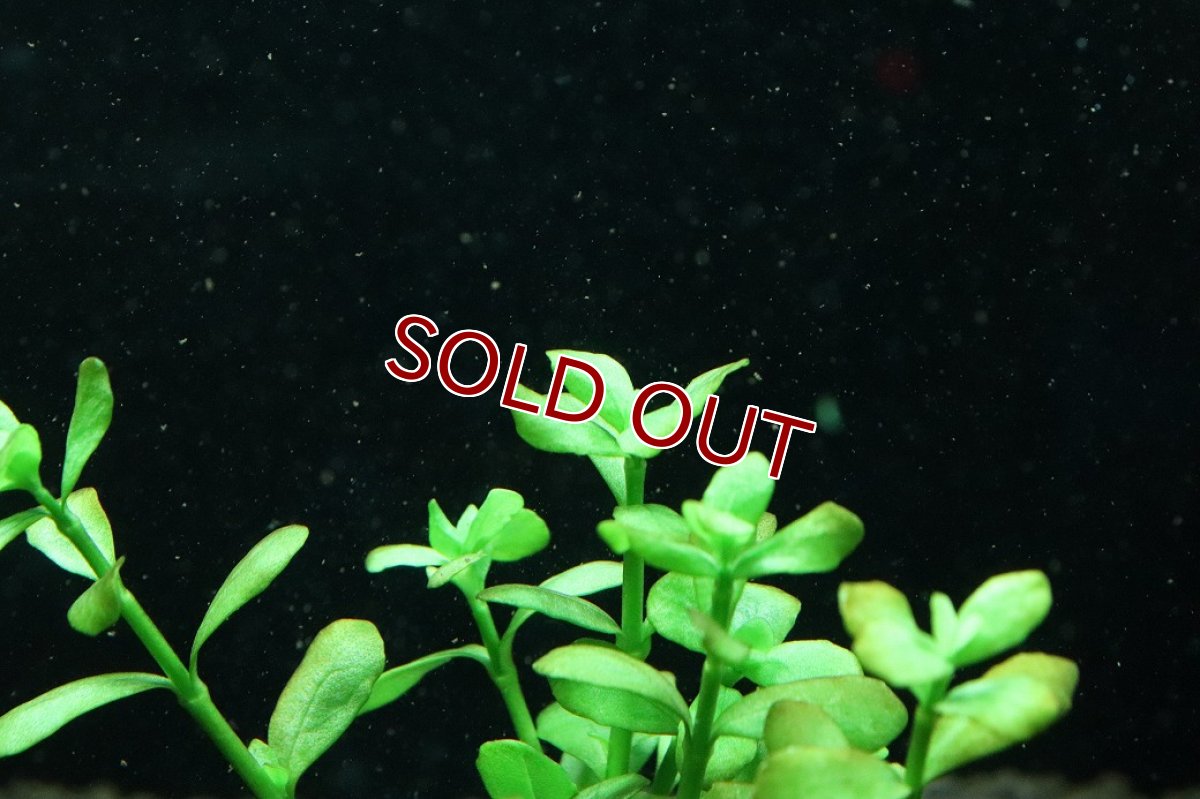 画像2: 【通販 水草】国産水草 バコパモンニエリ(無農薬)【1束 サンプル画像】（後景草)（生体）（熱帯魚） (2)