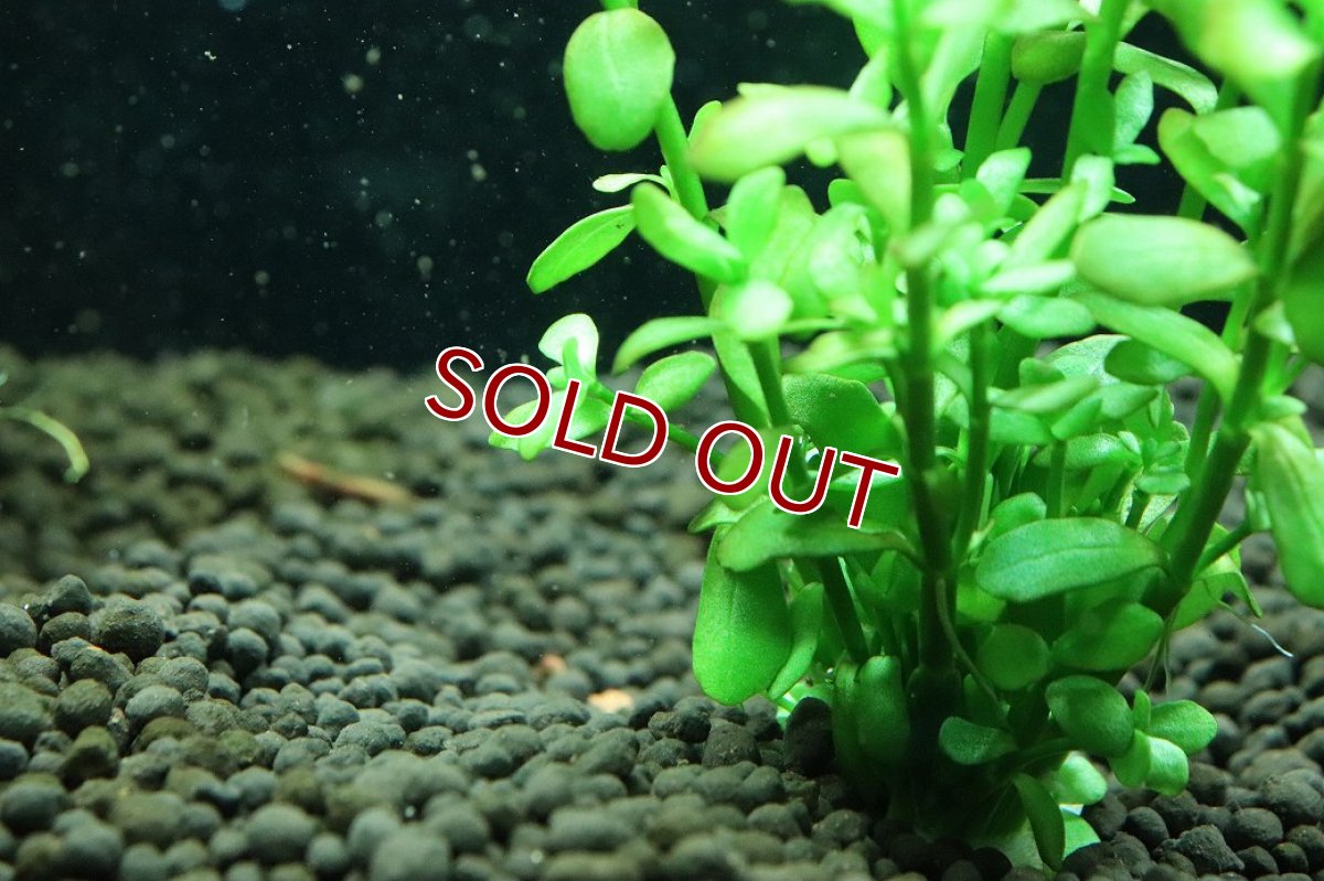 画像3: 【通販 水草】国産水草 バコパモンニエリ(無農薬)【1束 サンプル画像】（後景草)（生体）（熱帯魚） (3)