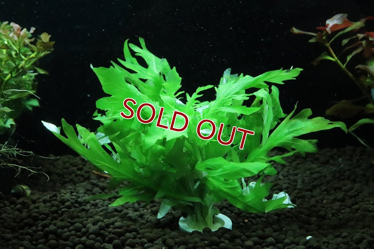 画像1: 【通販 水草】国産水草 ウォーターウィステリア(無農薬)【1束 サンプル画像】（後景草)（生体）（熱帯魚） (1)