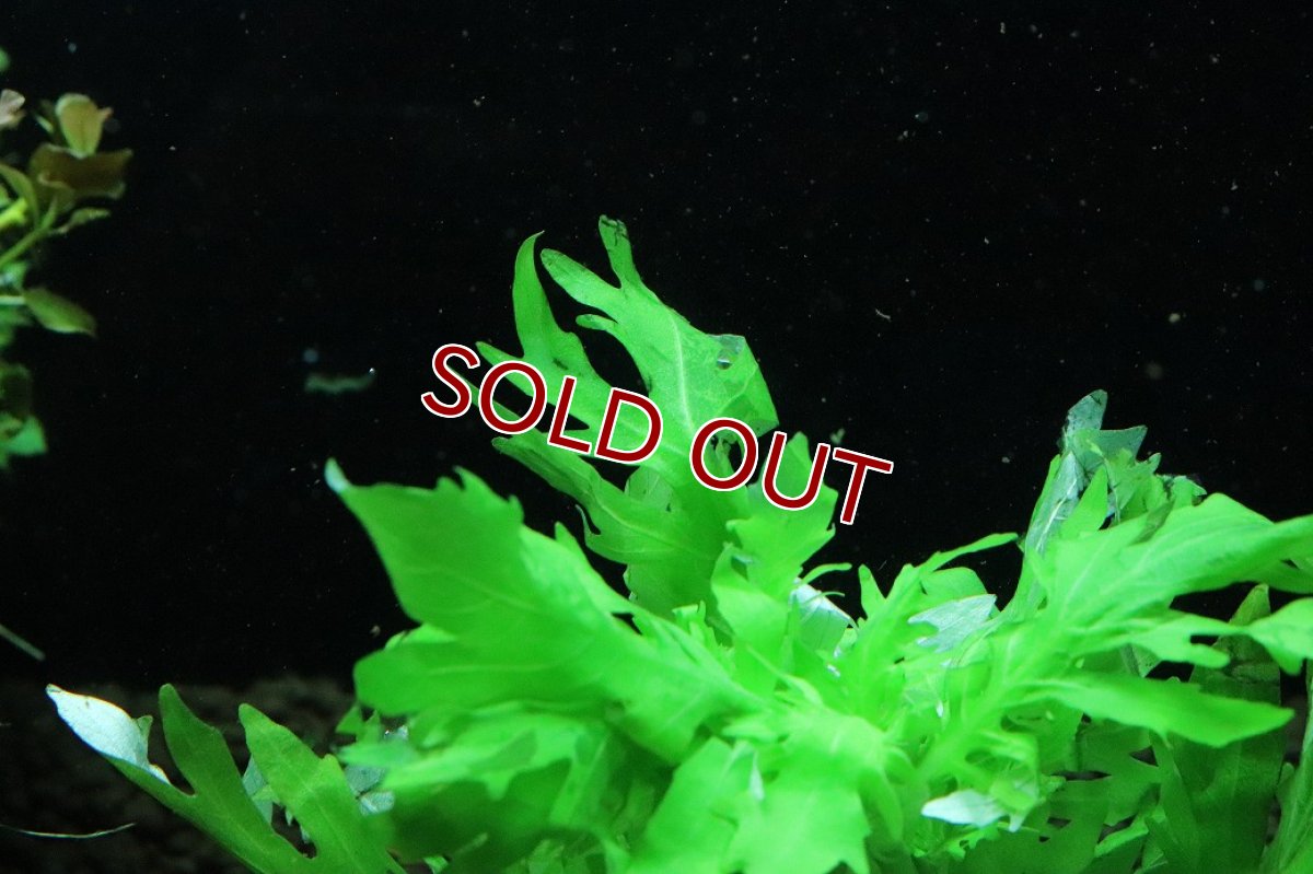 画像2: 【通販 水草】国産水草 ウォーターウィステリア(無農薬)【1束 サンプル画像】（後景草)（生体）（熱帯魚） (2)