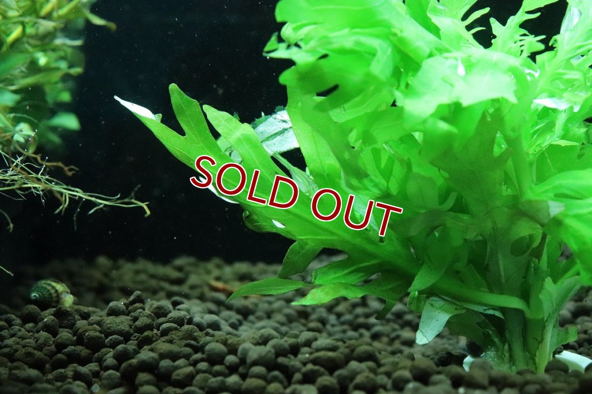 画像3: 【通販 水草】国産水草 ウォーターウィステリア(無農薬)【1束 サンプル画像】（後景草)（生体）（熱帯魚） (3)