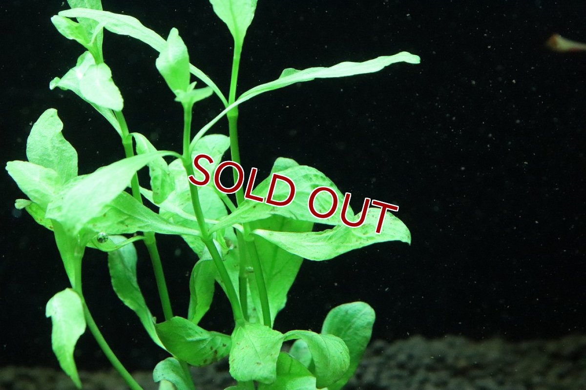 画像2: 【通販 水草】国産水草 ハイグロフィラ ポリスペルマ(無農薬)【1束 サンプル画像】（後景草)（生体）（熱帯魚） (2)