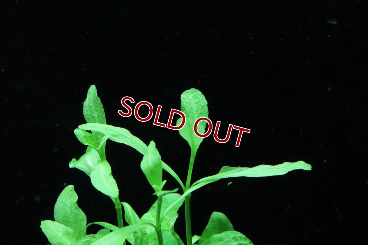 画像3: 【通販 水草】国産水草 ハイグロフィラ ポリスペルマ(無農薬)【1束 サンプル画像】（後景草)（生体）（熱帯魚） (3)