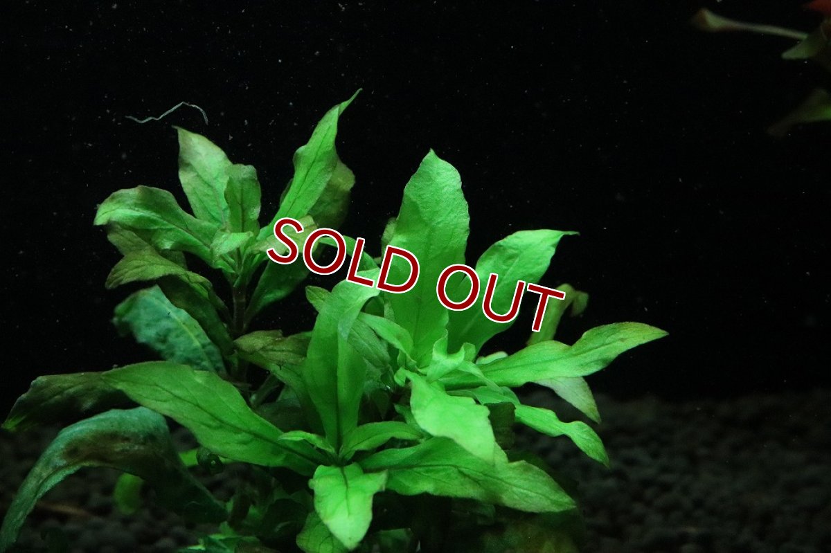 画像2: 【通販 水草】国産水草 ラージリーフハイグロ(無農薬)【1束 サンプル画像】（後景草)（生体）（熱帯魚） (2)