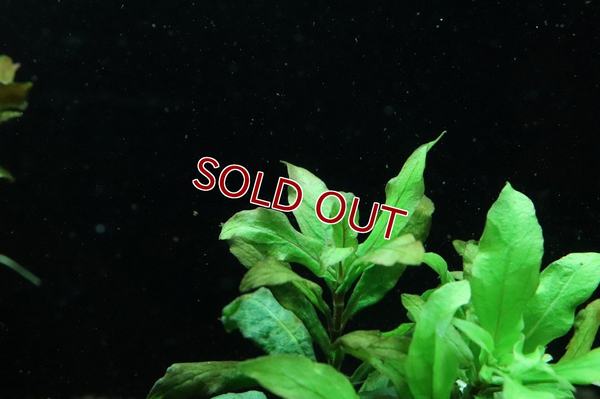 画像3: 【通販 水草】国産水草 ラージリーフハイグロ(無農薬)【1束 サンプル画像】（後景草)（生体）（熱帯魚） (3)