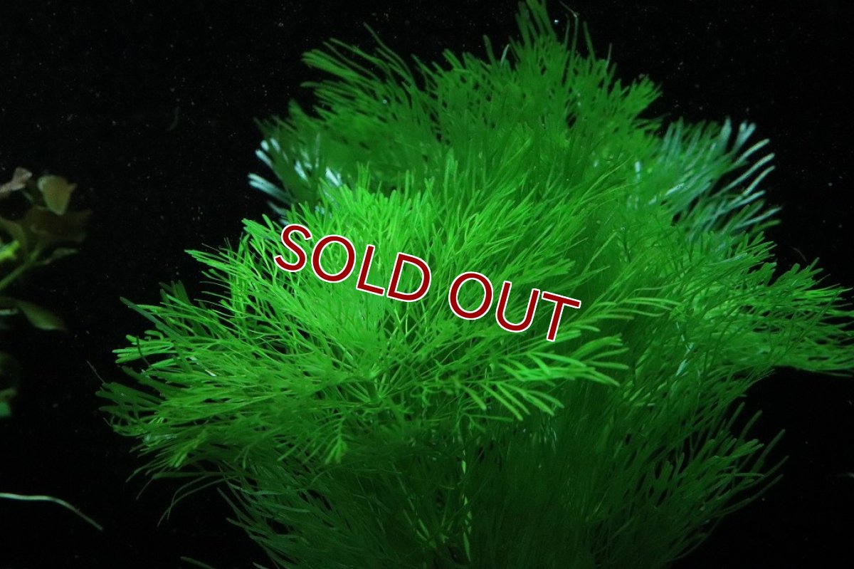 画像2: 【通販 水草】国産水草 ジャイアントアンブリア(無農薬)【1束 サンプル画像】（後景草)（生体）（熱帯魚） (2)