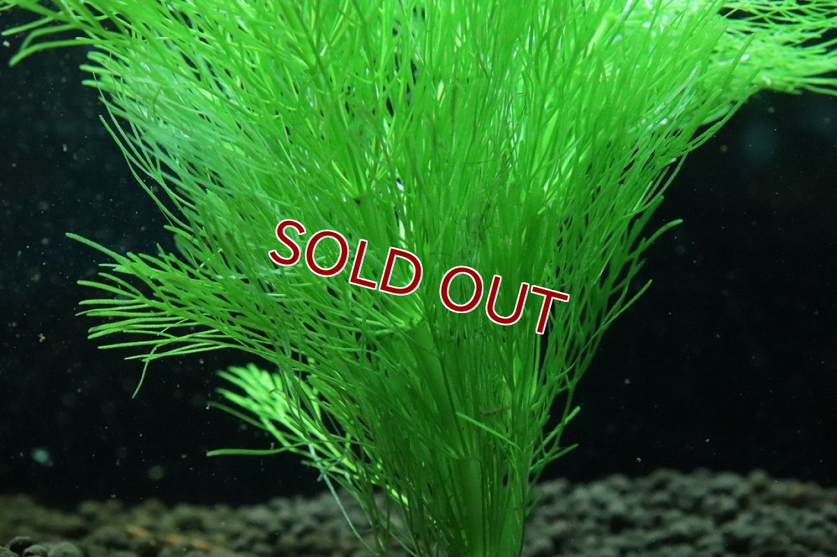 画像3: 【通販 水草】国産水草 ジャイアントアンブリア(無農薬)【1束 サンプル画像】（後景草)（生体）（熱帯魚） (3)