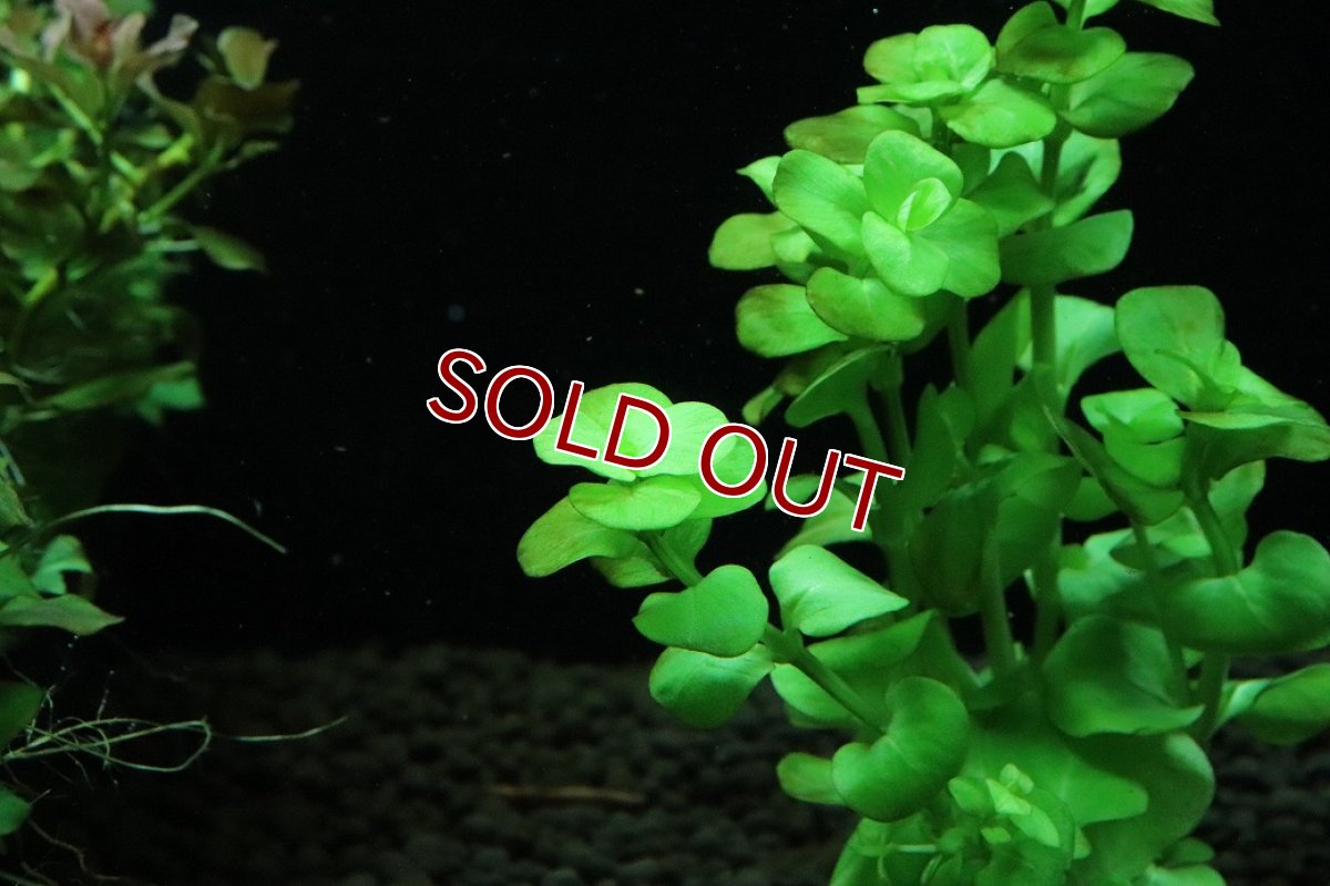 画像2: 【通販 水草】国産水草 イエローリシマキア(無農薬)【1束 サンプル画像】（後景草)（生体）（熱帯魚） (2)