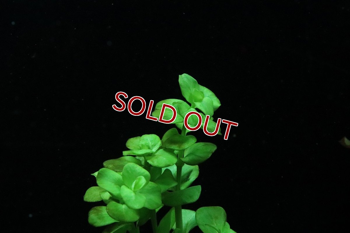 画像3: 【通販 水草】国産水草 イエローリシマキア(無農薬)【1束 サンプル画像】（後景草)（生体）（熱帯魚） (3)