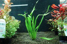 画像1: 【通販 水草】国産水草 バリスネリア スピラリス(無農薬)【1束 サンプル画像】（後景草)（生体）（熱帯魚） (1)