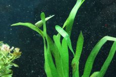 画像2: 【通販 水草】国産水草 バリスネリア スピラリス(無農薬)【1束 サンプル画像】（後景草)（生体）（熱帯魚） (2)