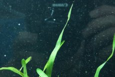 画像3: 【通販 水草】国産水草 バリスネリア スピラリス(無農薬)【1束 サンプル画像】（後景草)（生体）（熱帯魚） (3)