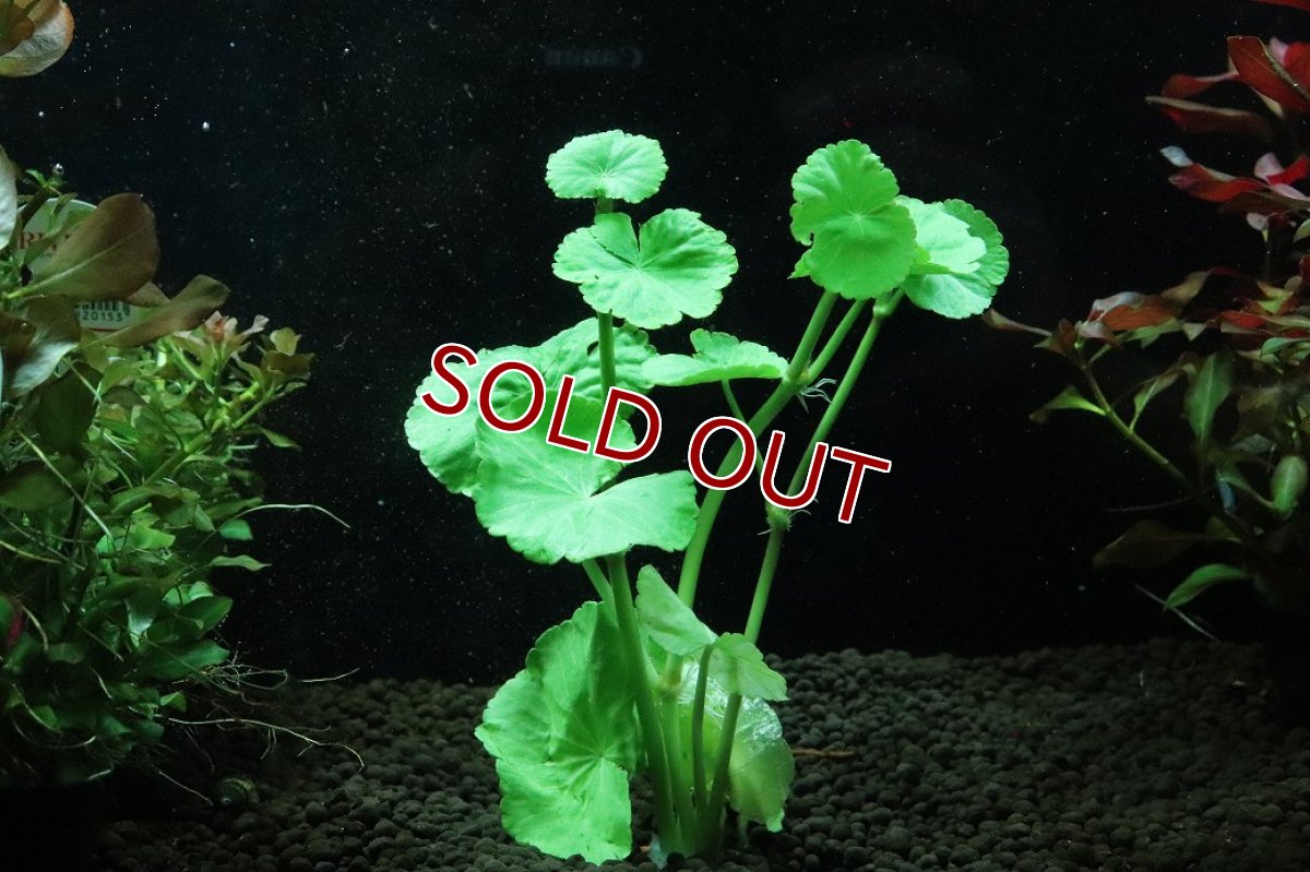 画像1: 【通販 水草】国産水草 アマゾンチドメグサ(無農薬)【1束 サンプル画像】（後景草)（生体）（熱帯魚） (1)