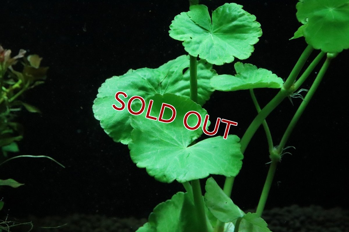 画像2: 【通販 水草】国産水草 アマゾンチドメグサ(無農薬)【1束 サンプル画像】（後景草)（生体）（熱帯魚） (2)