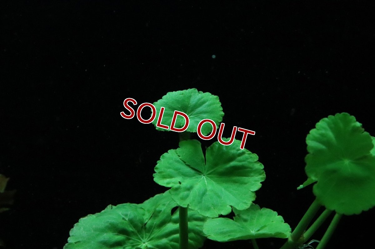 画像3: 【通販 水草】国産水草 アマゾンチドメグサ(無農薬)【1束 サンプル画像】（後景草)（生体）（熱帯魚） (3)