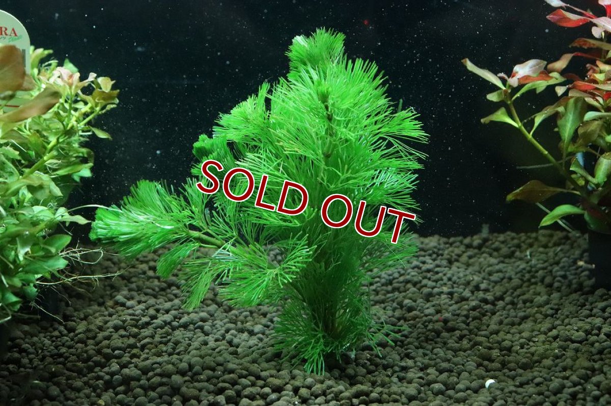 画像1: 【通販 水草】国産水草 カボンバ(無農薬)【1束 サンプル画像】（後景草)（生体）（熱帯魚） (1)