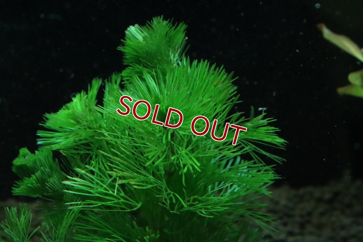 画像2: 【通販 水草】国産水草 カボンバ(無農薬)【1束 サンプル画像】（後景草)（生体）（熱帯魚） (2)