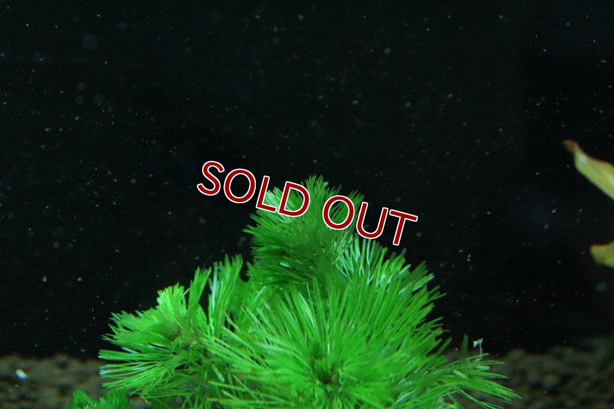 画像3: 【通販 水草】国産水草 カボンバ(無農薬)【1束 サンプル画像】（後景草)（生体）（熱帯魚） (3)