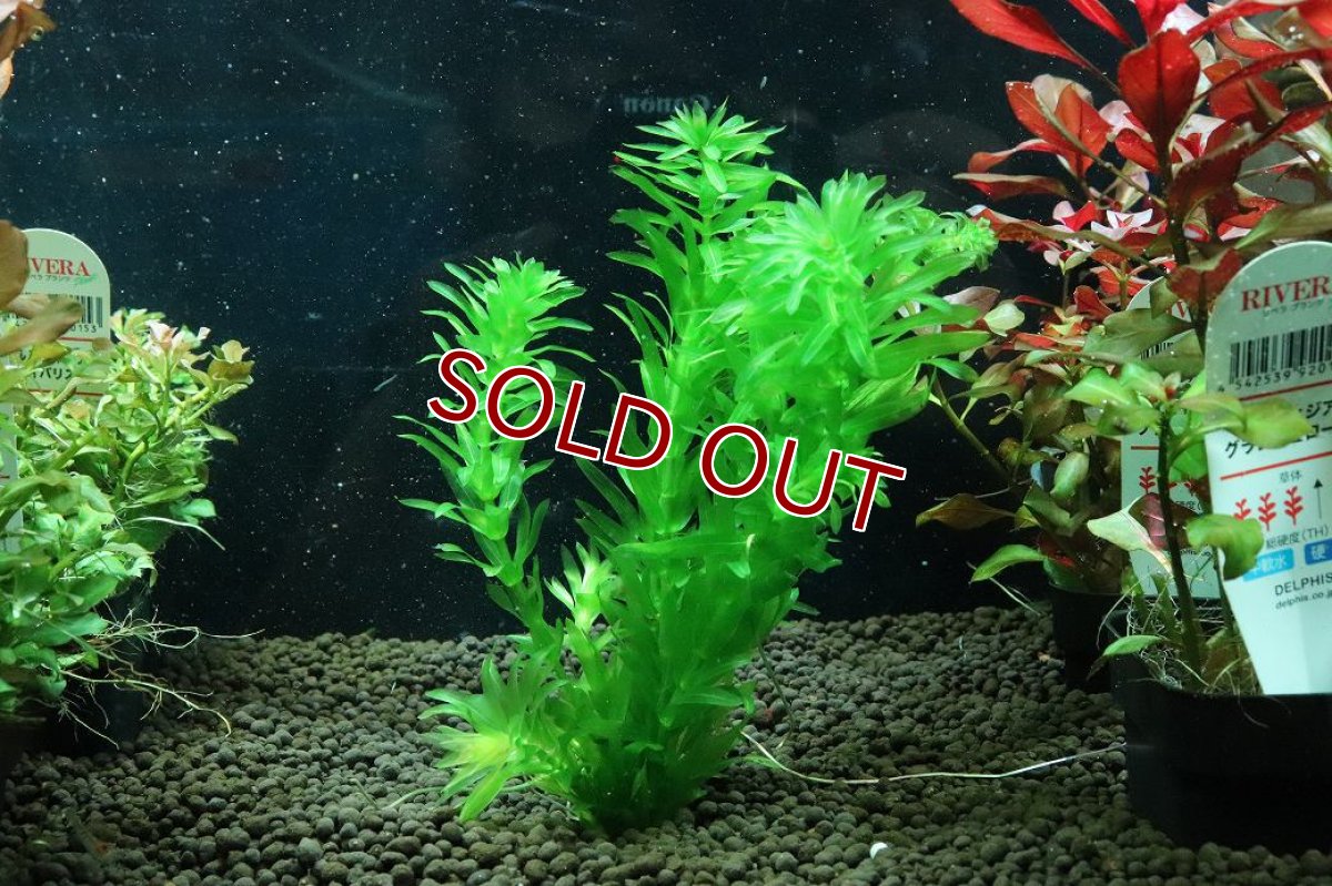 画像1: 【通販 水草】国産水草 アナカリス(無農薬)【1束 サンプル画像】（後景草)（生体）（熱帯魚） (1)