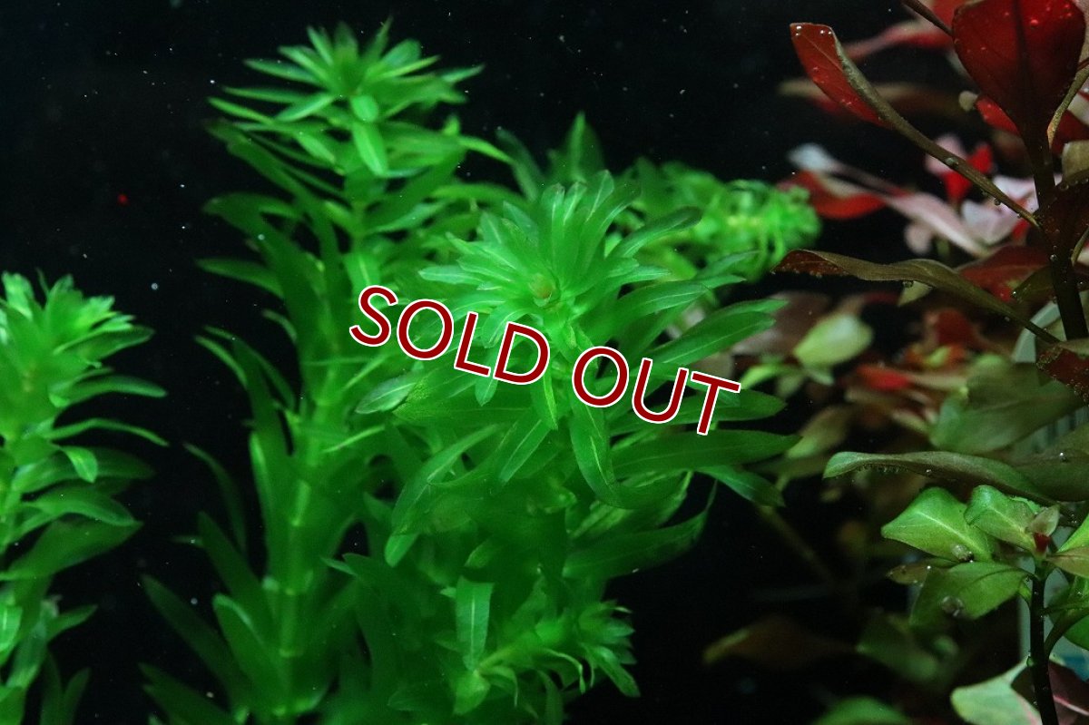 画像2: 【通販 水草】国産水草 アナカリス(無農薬)【1束 サンプル画像】（後景草)（生体）（熱帯魚） (2)