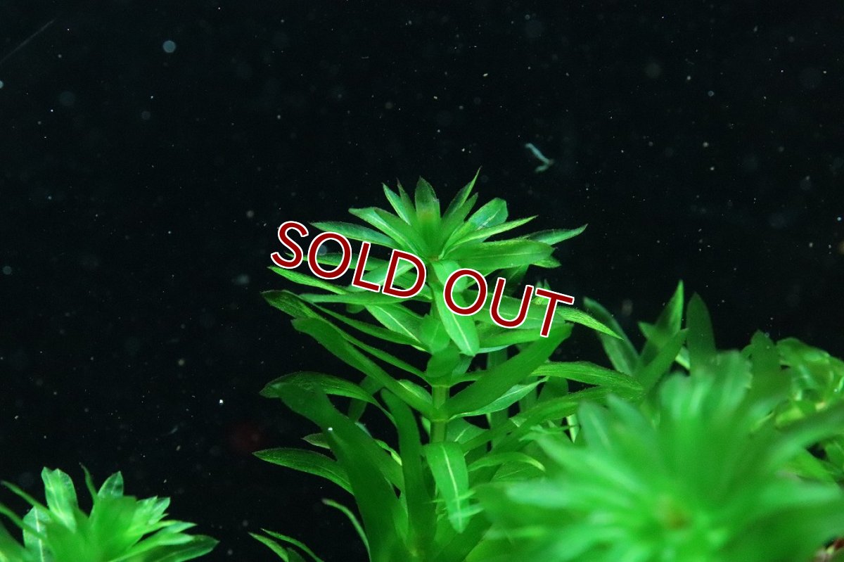 画像3: 【通販 水草】国産水草 アナカリス(無農薬)【1束 サンプル画像】（後景草)（生体）（熱帯魚） (3)