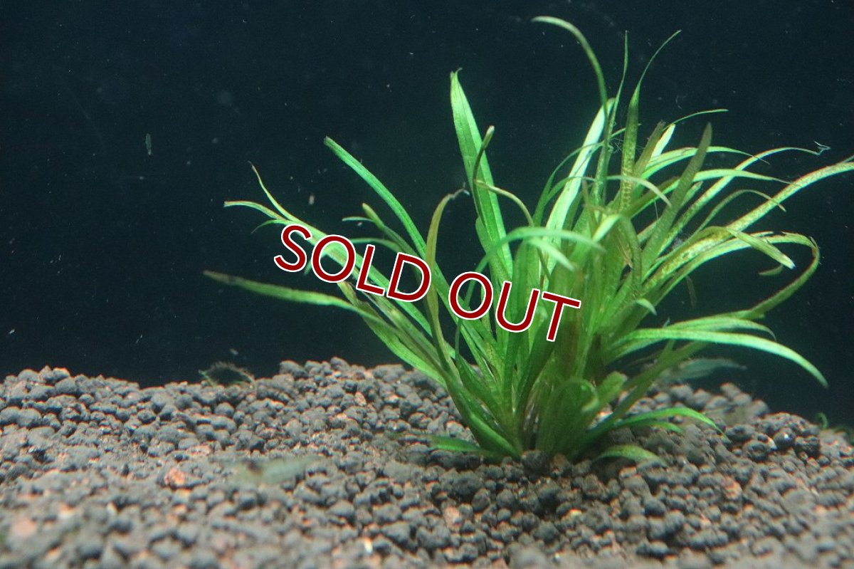 画像2: 【通販 水草】ブリクサジャポニカ(無農薬)【1束 サンプル画像】（中景草)（生体）（熱帯魚） (2)
