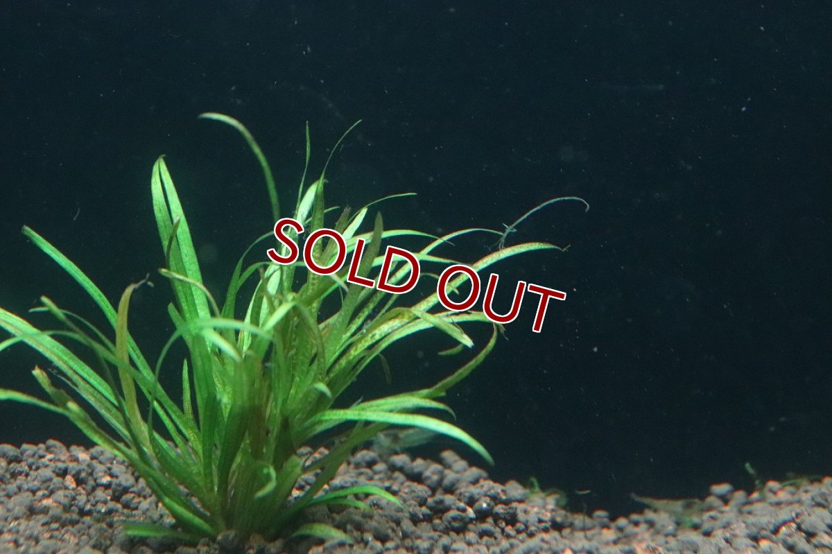 画像3: 【通販 水草】ブリクサジャポニカ(無農薬)【1束 サンプル画像】（中景草)（生体）（熱帯魚） (3)