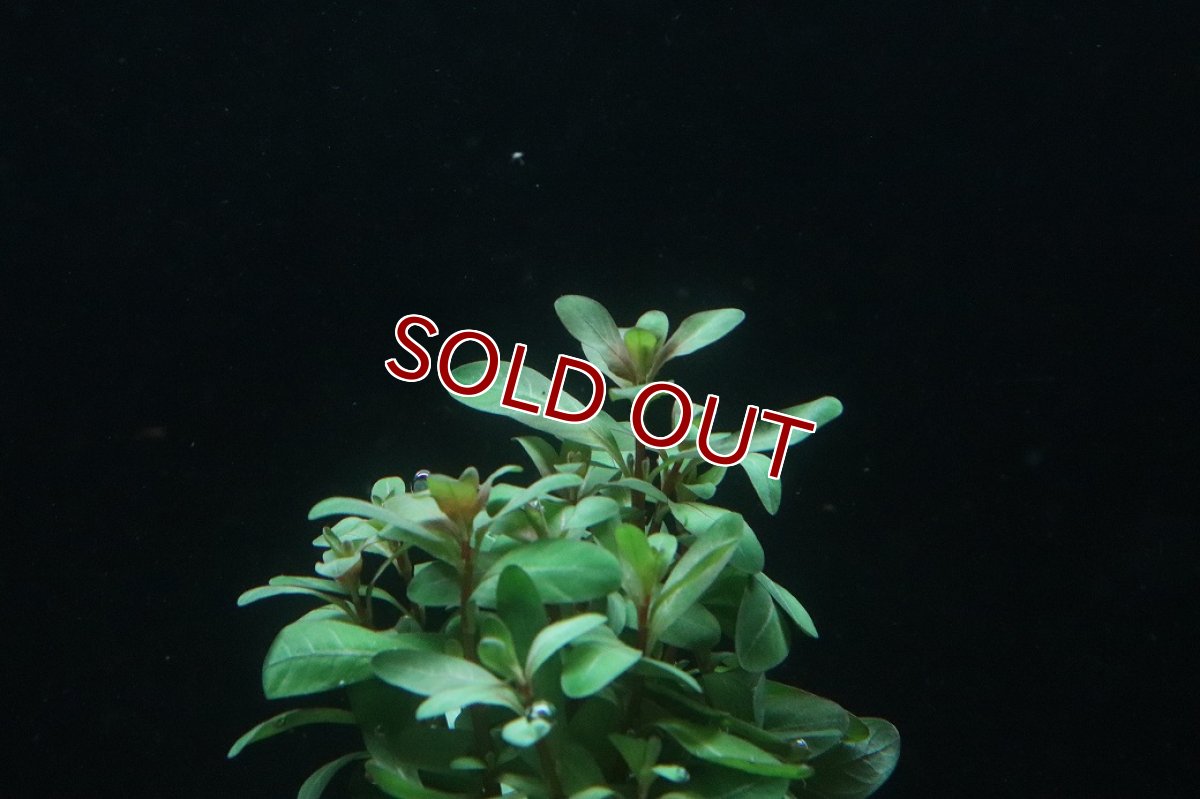 画像2: 【通販 水草】ルドヴィジア インクリナータ(輸入品)【1束 サンプル画像】（後景草)（生体）（熱帯魚） (2)