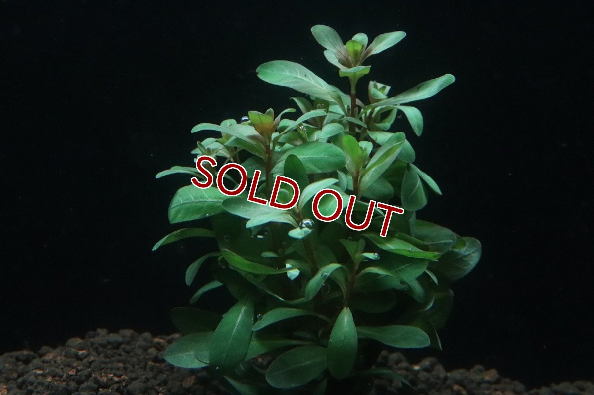 画像3: 【通販 水草】ルドヴィジア インクリナータ(輸入品)【1束 サンプル画像】（後景草)（生体）（熱帯魚） (3)