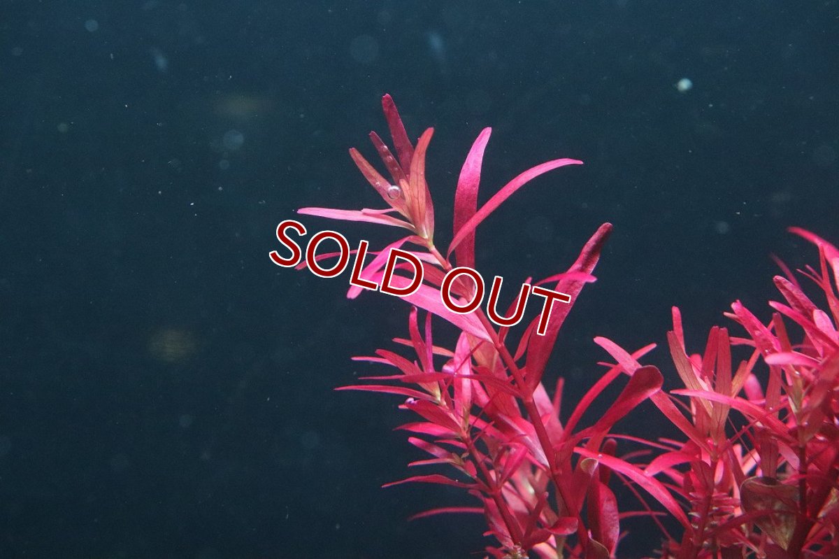 画像2: 【通販 水草】ロタラ ロトンディフォリア レディッシュ(無農薬)【1ポット サンプル画像】(後景草)(生体)(熱帯魚) (2)