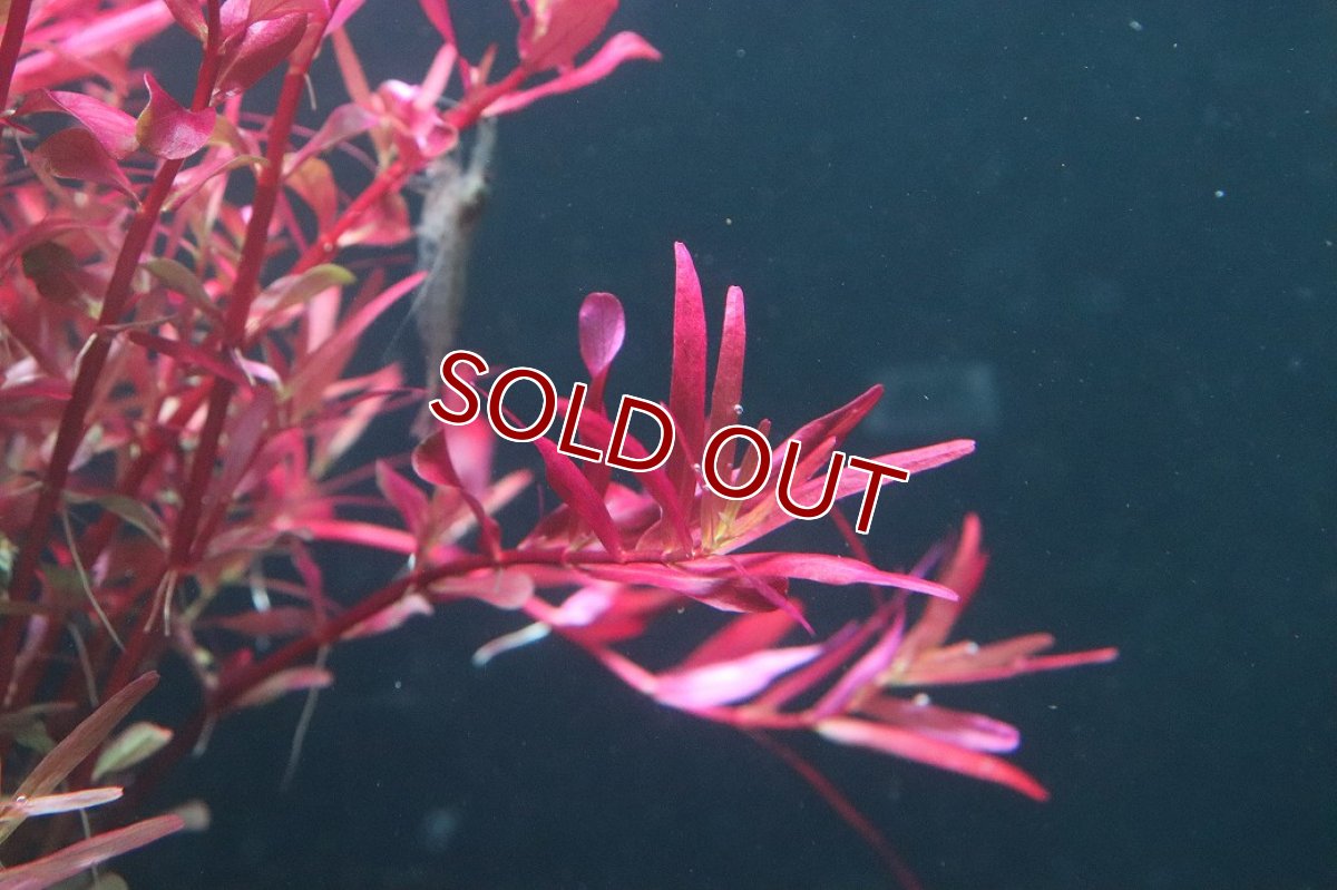 画像3: 【通販 水草】ロタラ ロトンディフォリア レディッシュ(無農薬)【1ポット サンプル画像】(後景草)(生体)(熱帯魚) (3)