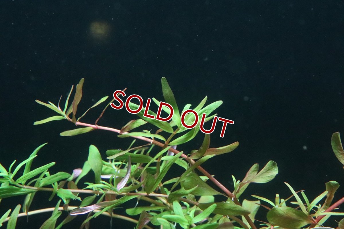 画像2: 【通販 水草】ロタラ インジカ(無農薬)【1ポット サンプル画像】（後景草)（生体）（熱帯魚） (2)