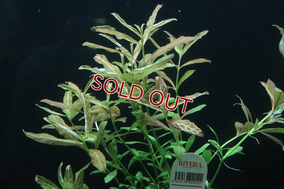 画像1: 【通販 水草】ハイグロフィラ ロザエネルビス(無農薬)【1ポット サンプル画像】（後景草)（生体）（熱帯魚） (1)