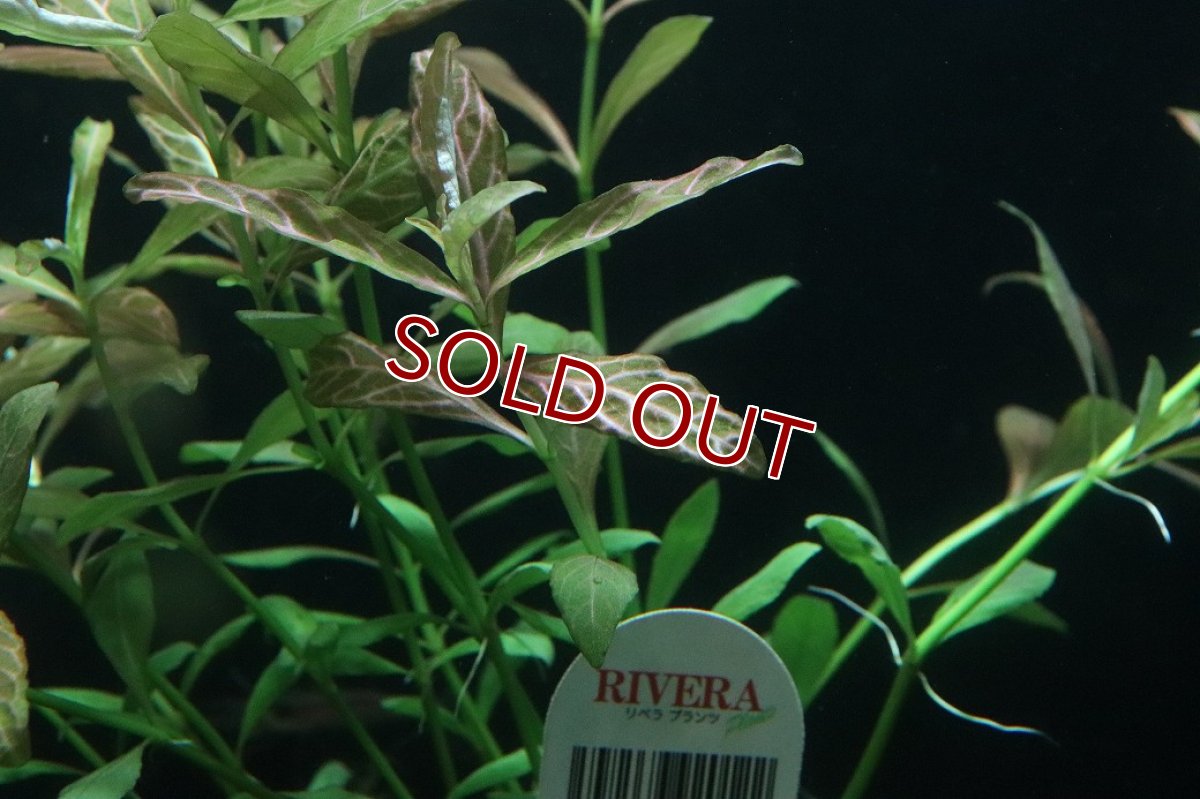 画像2: 【通販 水草】ハイグロフィラ ロザエネルビス(無農薬)【1ポット サンプル画像】（後景草)（生体）（熱帯魚） (2)