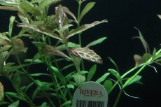 画像2: 【通販 水草】ハイグロフィラ ロザエネルビス(無農薬)【1ポット サンプル画像】（後景草)（生体）（熱帯魚） (2)