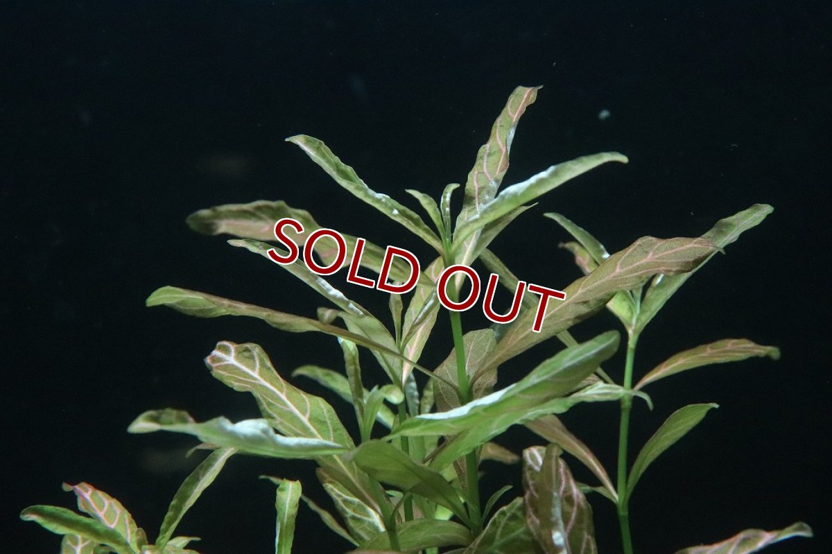 画像3: 【通販 水草】ハイグロフィラ ロザエネルビス(無農薬)【1ポット サンプル画像】（後景草)（生体）（熱帯魚） (3)