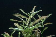 画像3: 【通販 水草】ハイグロフィラ ロザエネルビス(無農薬)【1ポット サンプル画像】（後景草)（生体）（熱帯魚） (3)