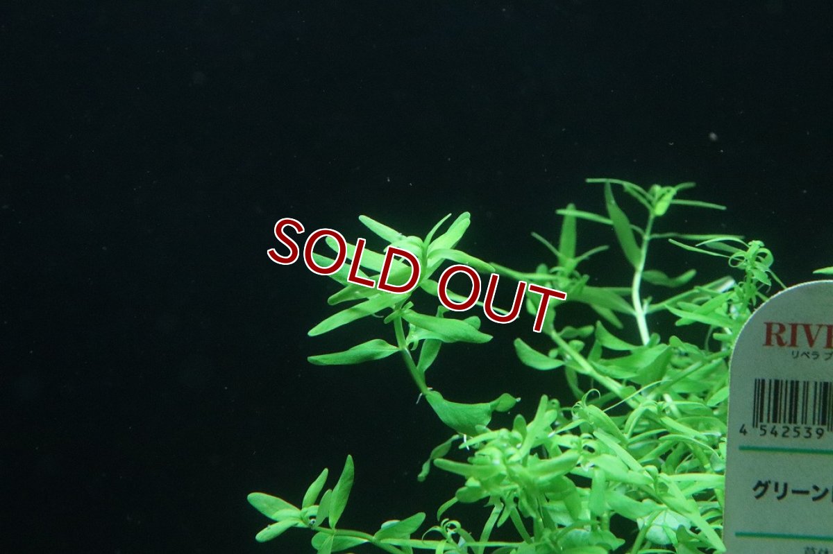 画像2: 【通販 水草】グリーンロタラ(無農薬)【1ポット サンプル画像】（後景草)（生体）（熱帯魚） (2)