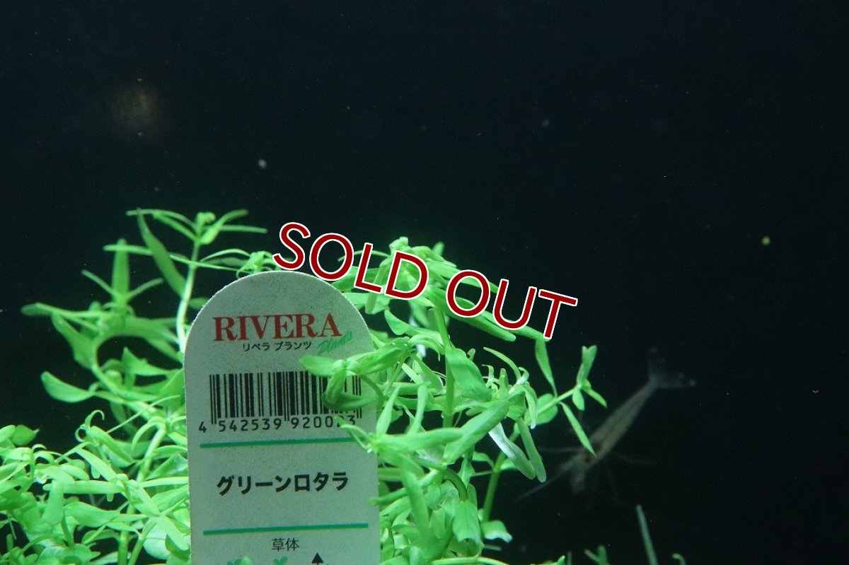 画像3: 【通販 水草】グリーンロタラ(無農薬)【1ポット サンプル画像】（後景草)（生体）（熱帯魚） (3)