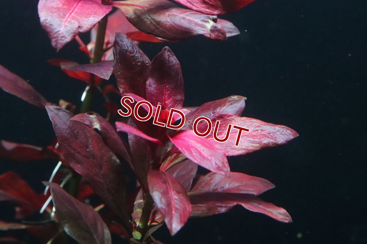 画像2: 【通販 水草】ルドヴィジア グランデュローサ(無農薬)【1ポット サンプル画像】（後景草)（生体）（熱帯魚） (2)