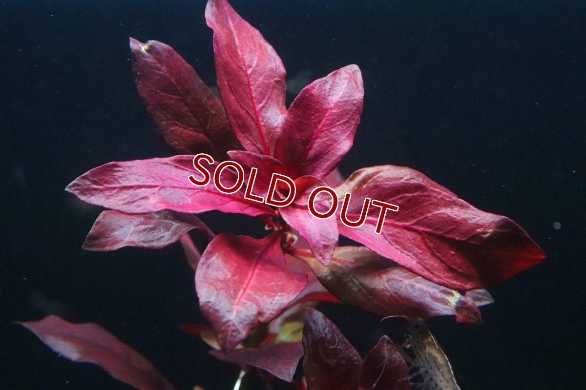 画像3: 【通販 水草】ルドヴィジア グランデュローサ(無農薬)【1ポット サンプル画像】（後景草)（生体）（熱帯魚） (3)