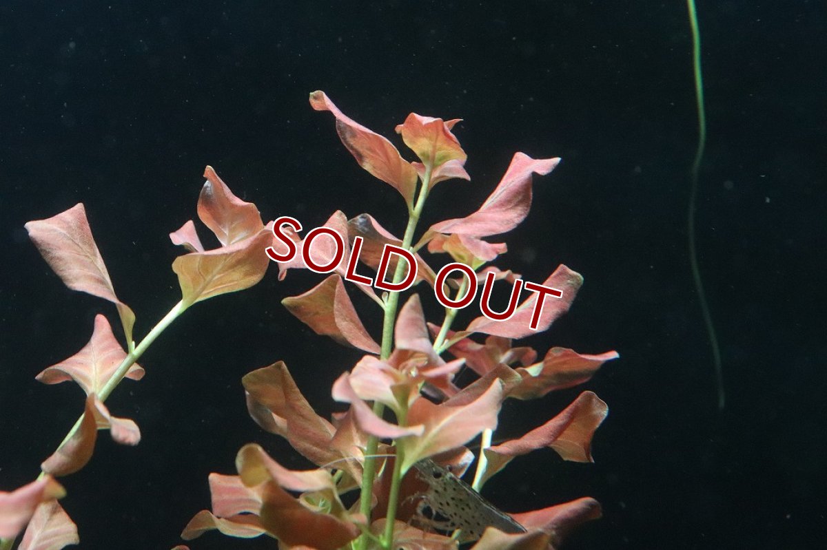 画像2: 【通販 水草】ルドヴィジア オバリス(無農薬)【1ポット サンプル画像】（後景草)（生体）（熱帯魚） (2)