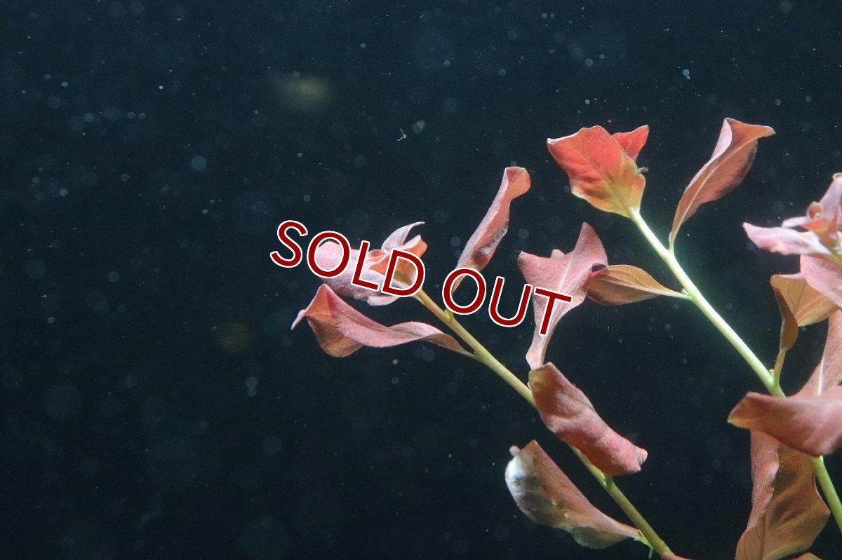 画像3: 【通販 水草】ルドヴィジア オバリス(無農薬)【1ポット サンプル画像】（後景草)（生体）（熱帯魚） (3)